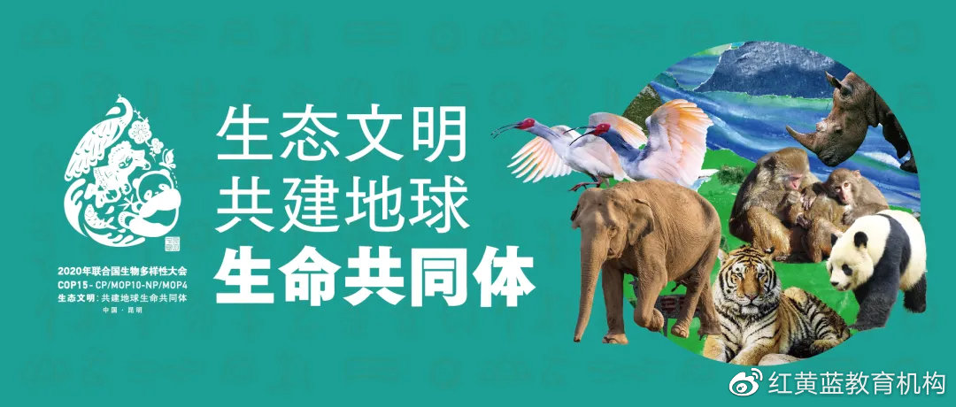 守护未来联合国生物多样性大会cop15小小设计师绿色设计