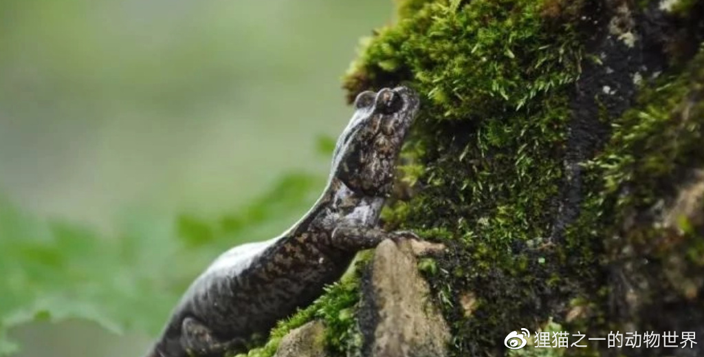 保康首次发现巫山北鲵，其分类曾争议巨大，被称为“小娃娃鱼”__财经头条