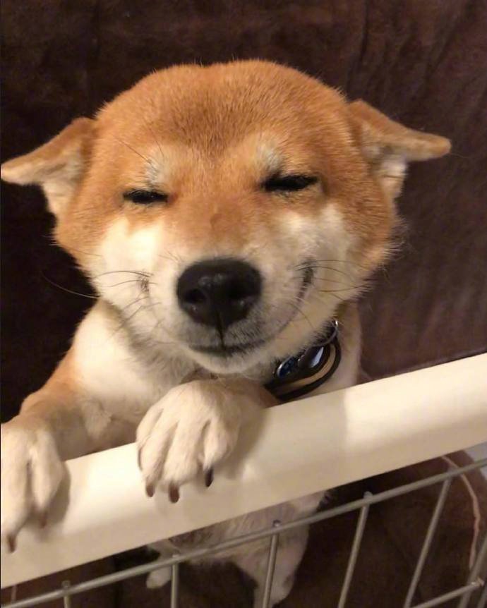 柴犬君hana的微笑