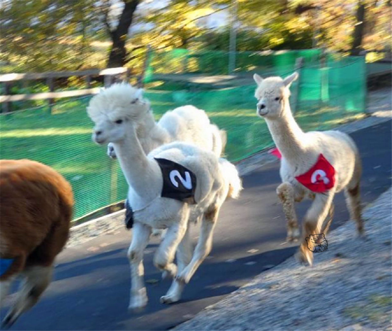 你见过羊驼赛跑吗其实让它们跑起来是有诀窍的