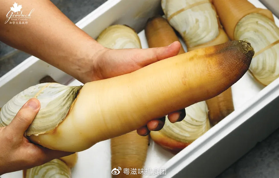 曝光这位海鲜界の宝藏我不允许它如此低调