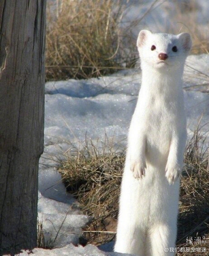 白鼬真的好可爱啊简直雪中精灵