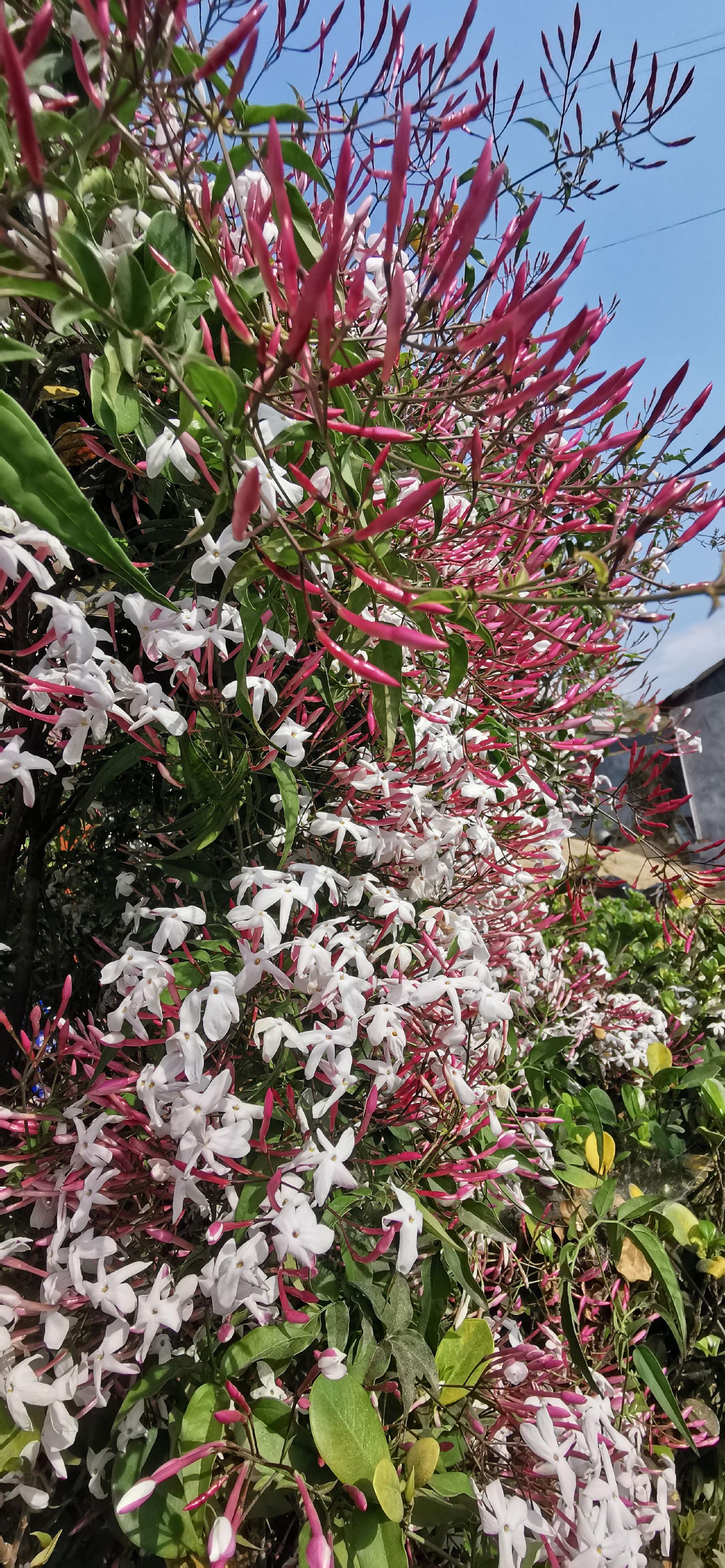 香味扑鼻的鸡爪花(素馨花)
