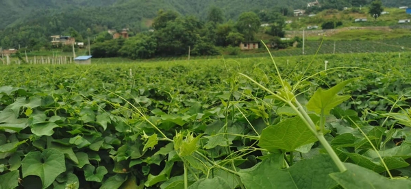 紫云县四大寨乡:龙须菜喜迎丰收 乡村振兴有抓手