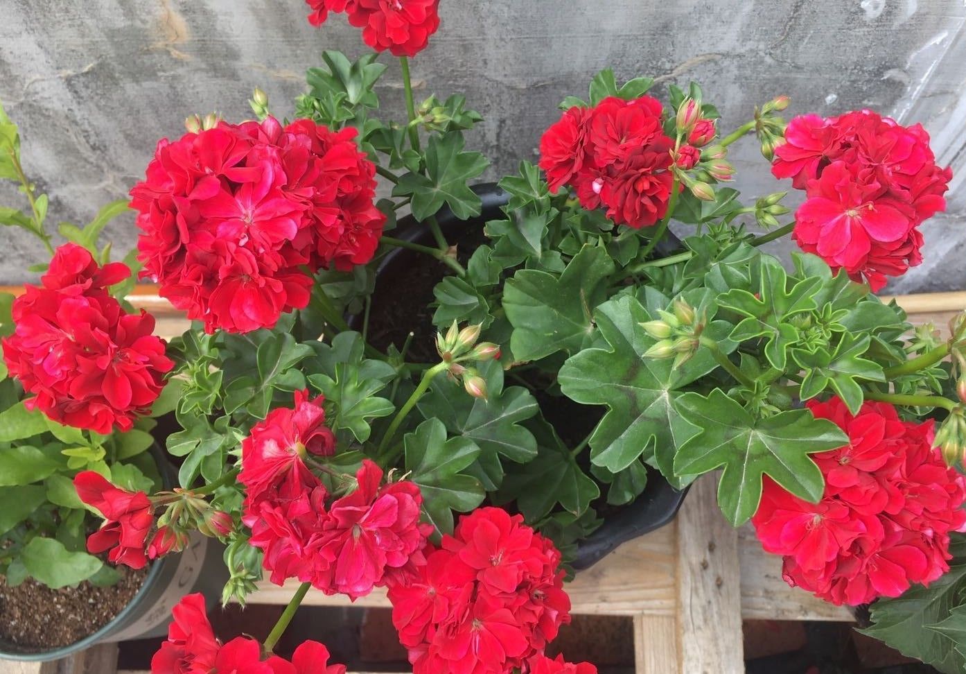 阳台养天竺葵就选红女巫美丽又喜庆多季花开值得拥有