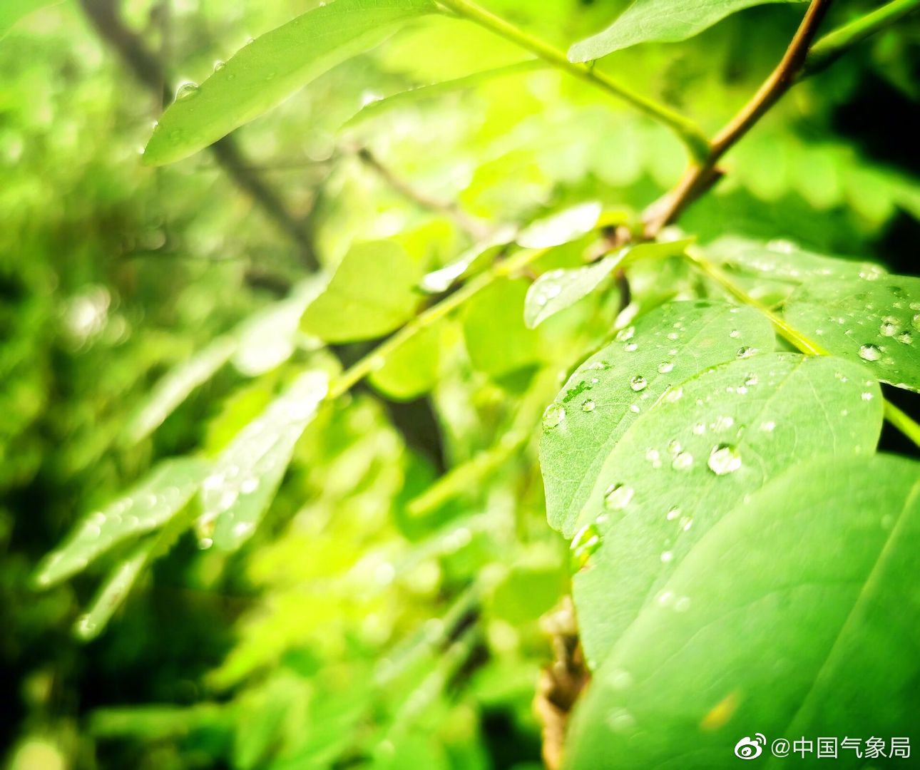 雨后绿意