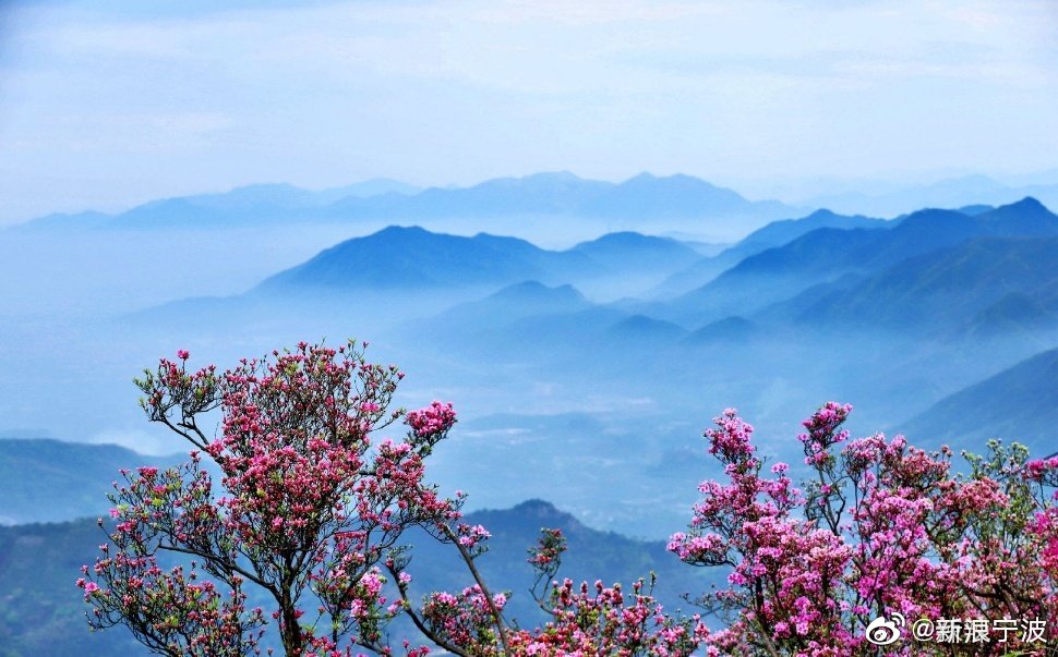 奉化金峨山杜鹃花盛开季十分壮观