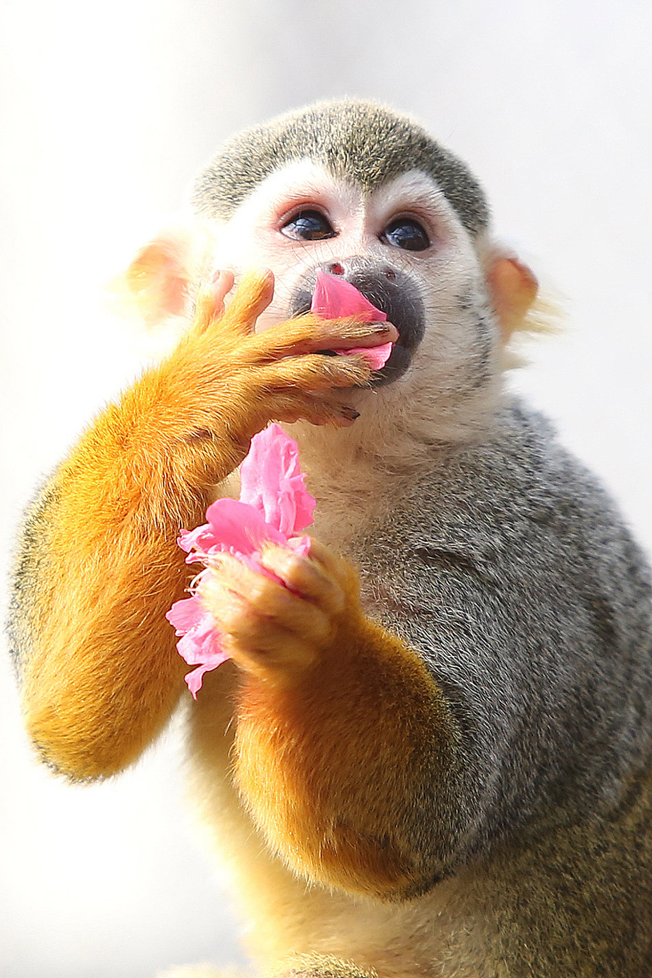 春至花开动物们陶醉在春天里