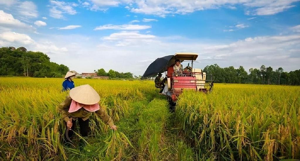 越南贸易顺差持续扩大农业是最大亮点