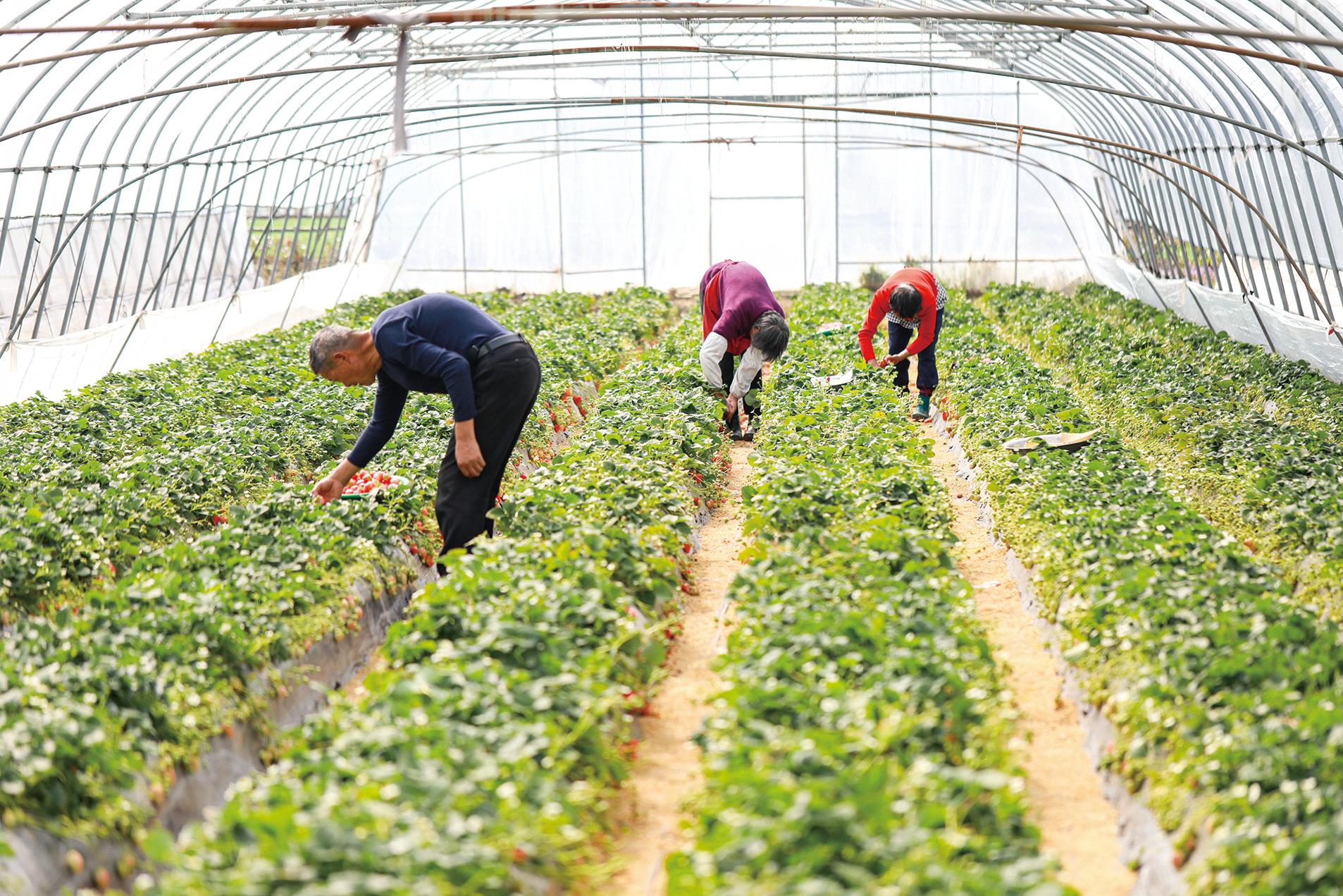 市民正在采摘草莓|草莓|农场|彩虹_新浪新闻