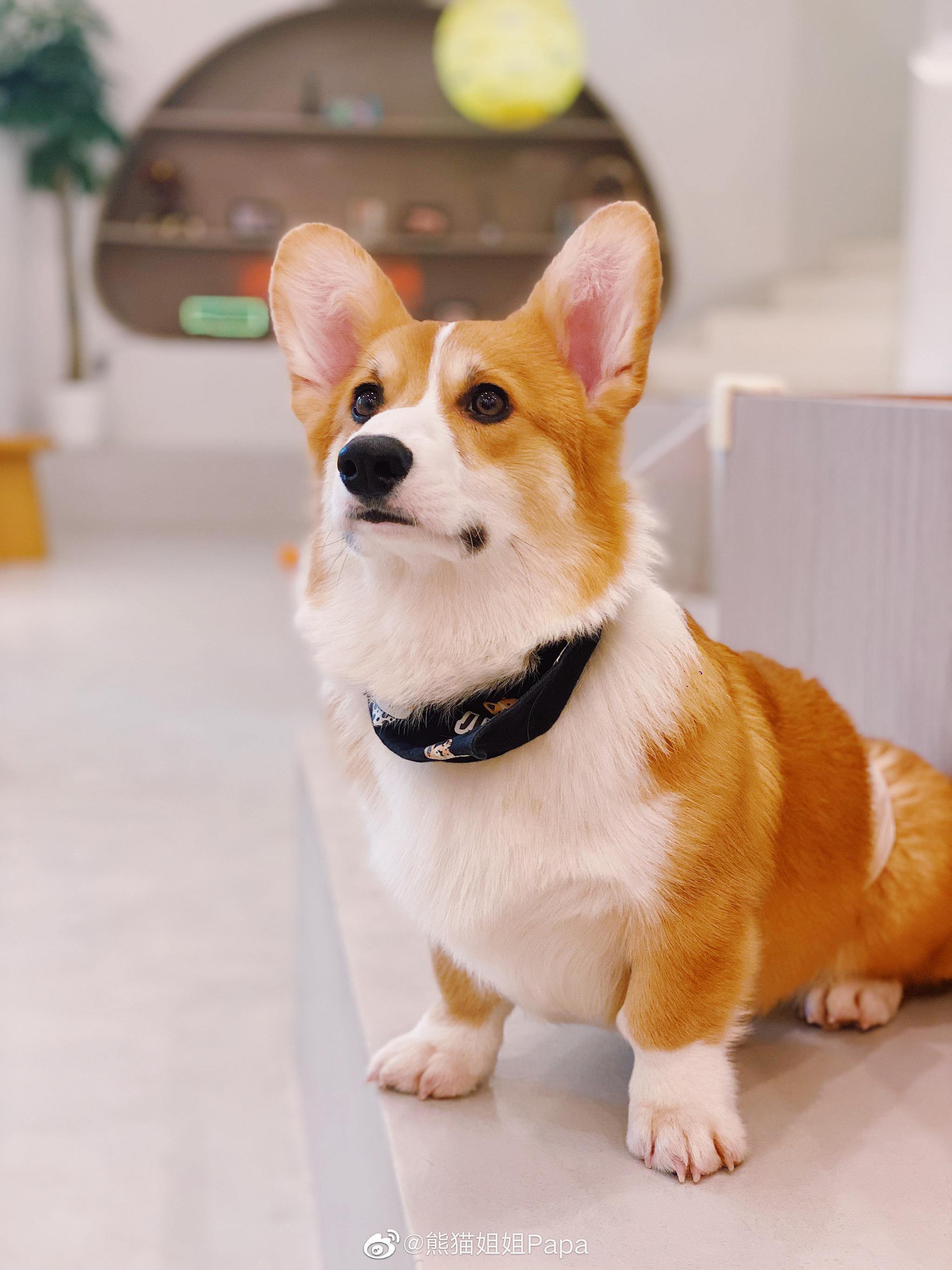 宠幸一群小短腿真的太可爱了噢 12只狗一半以上都是处女座