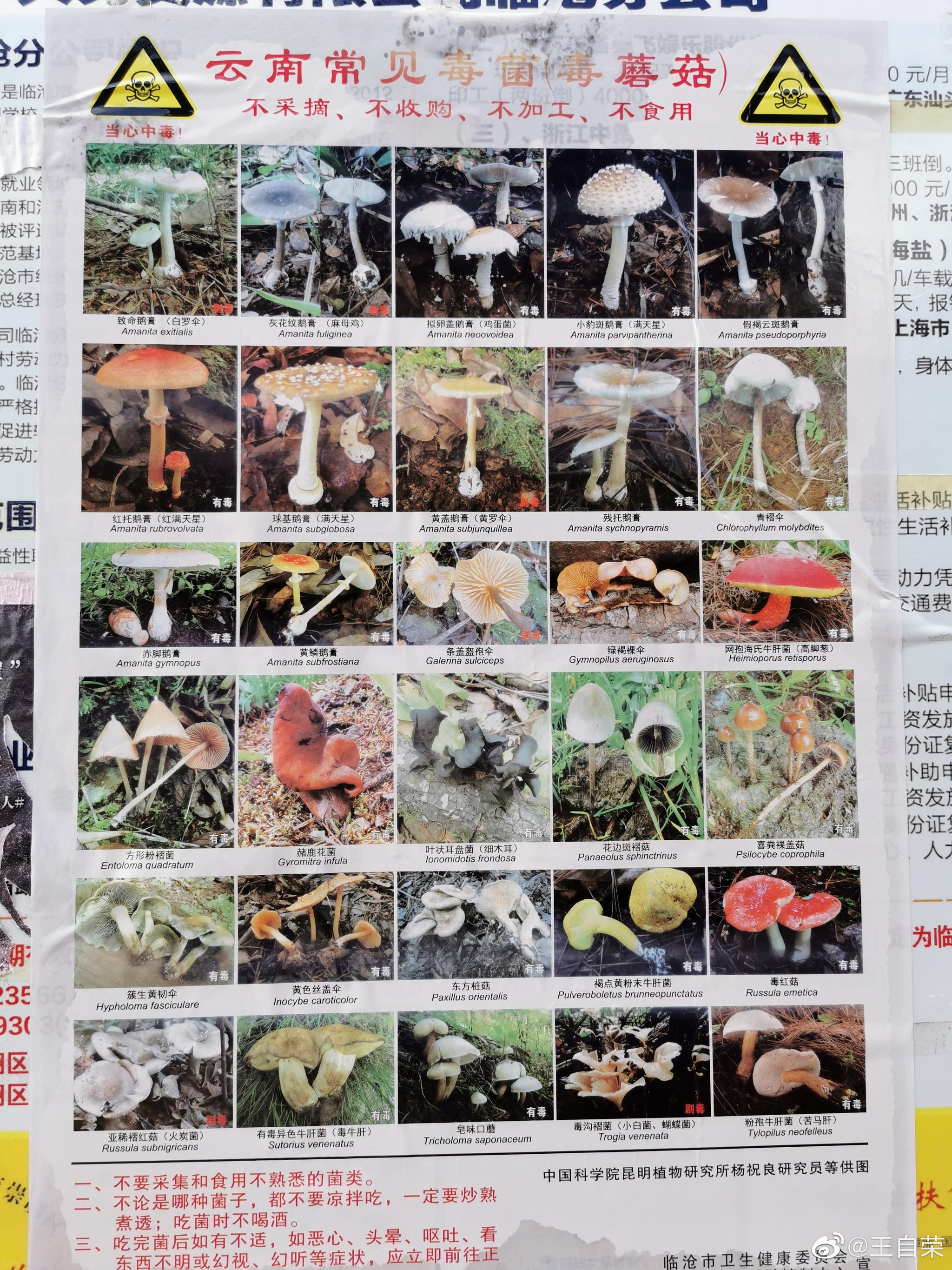 又到云南人吃野生菌的季节了,野生菌好吃,我也爱吃_高清图集_新浪网