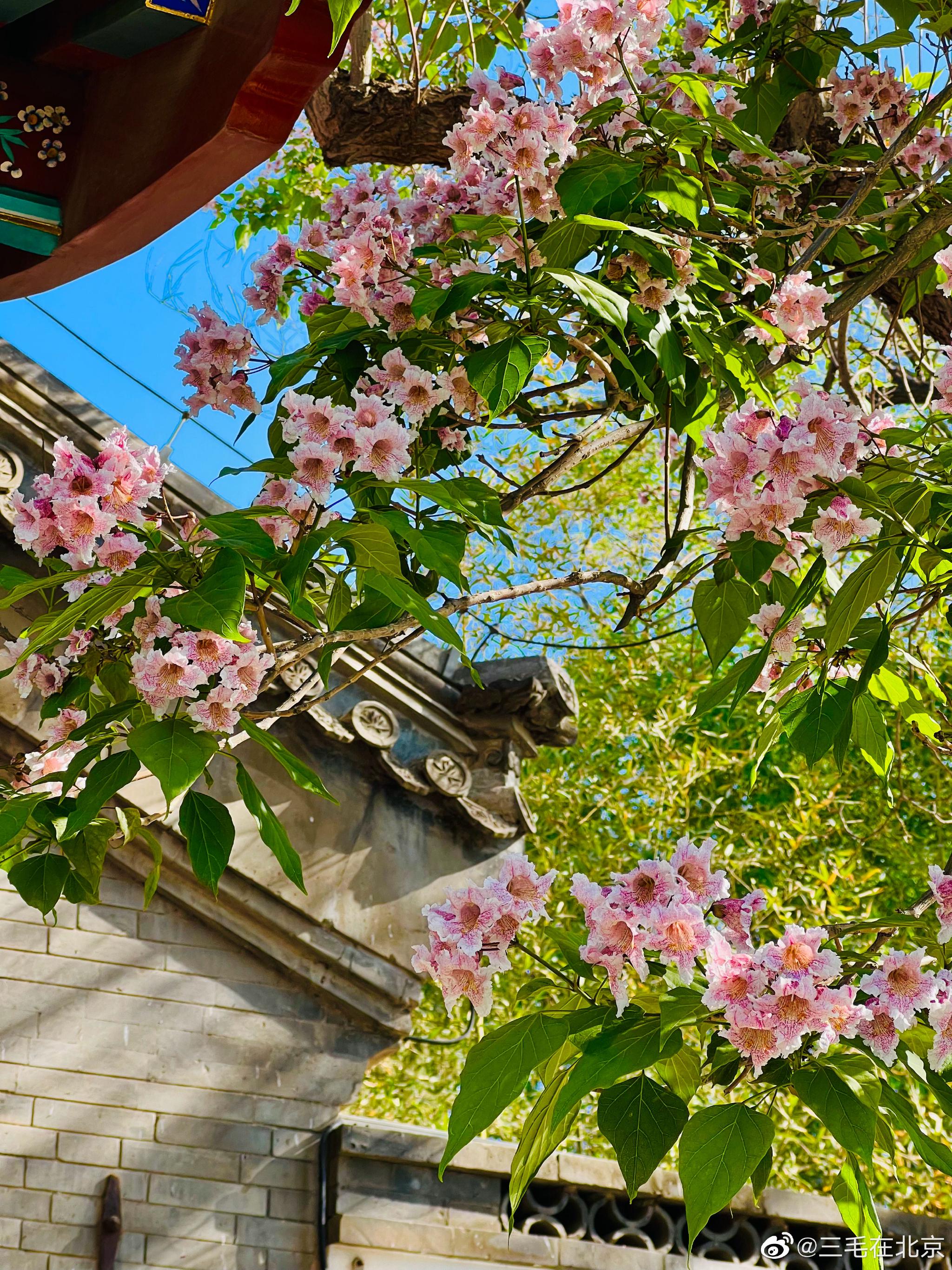 北海公园 静心斋 楸树花开 摄影