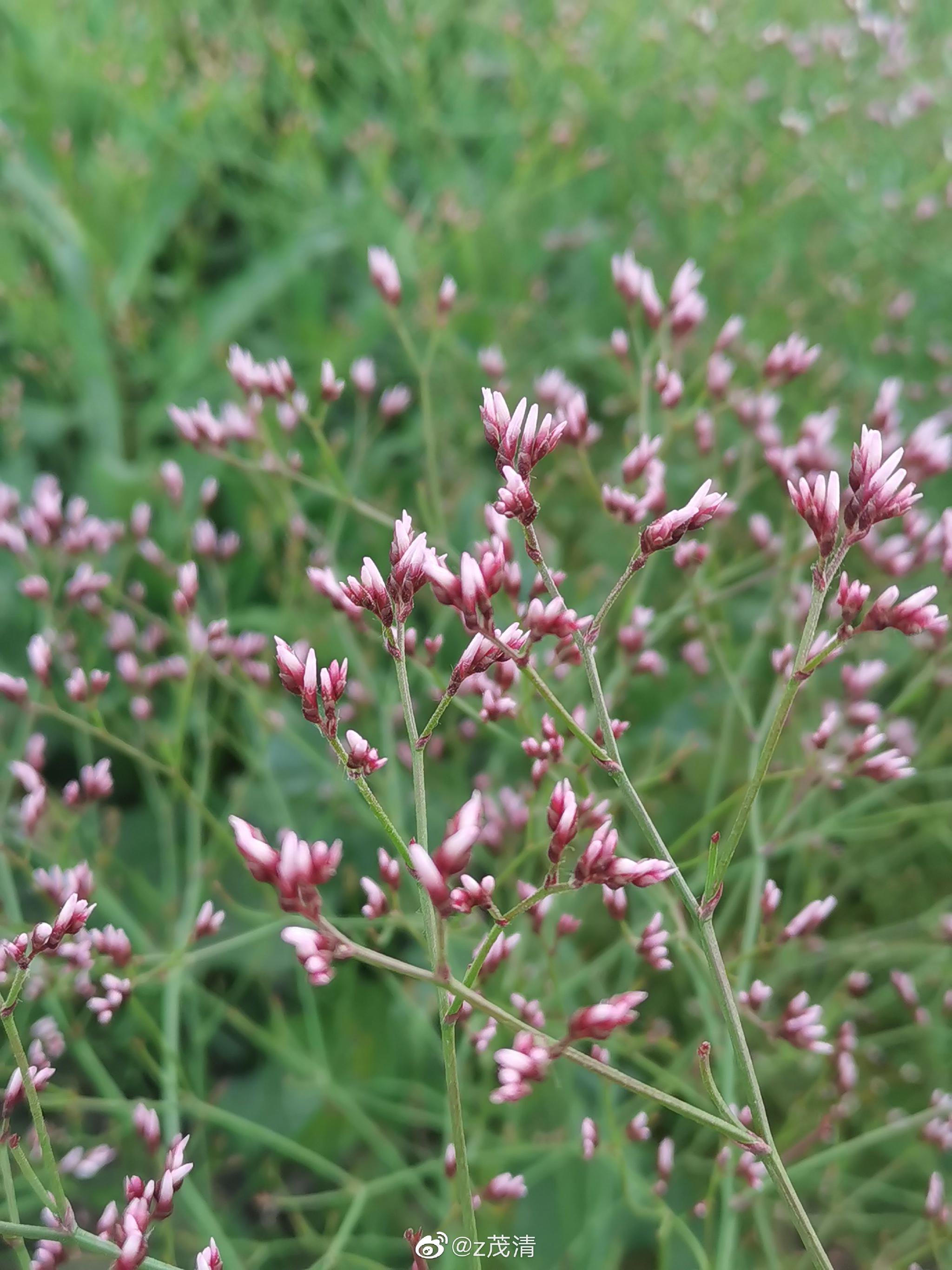 二色补血草_高清图集_新浪网