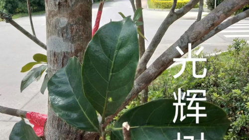 湛江风景树|风景树|五味子|仁面_新浪新闻