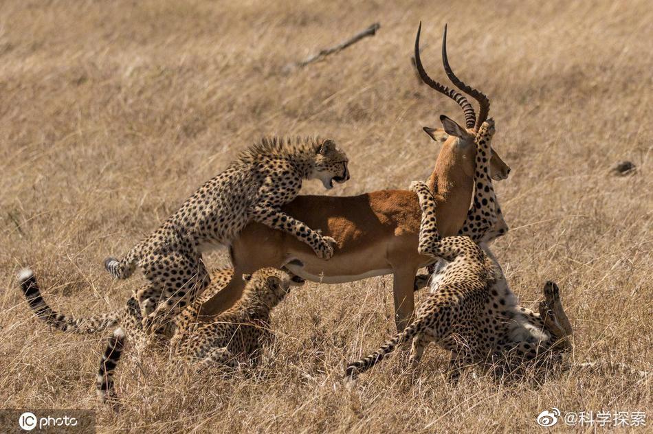 动物世界竞争极其激烈,为了生存,各种动物拼死挣扎