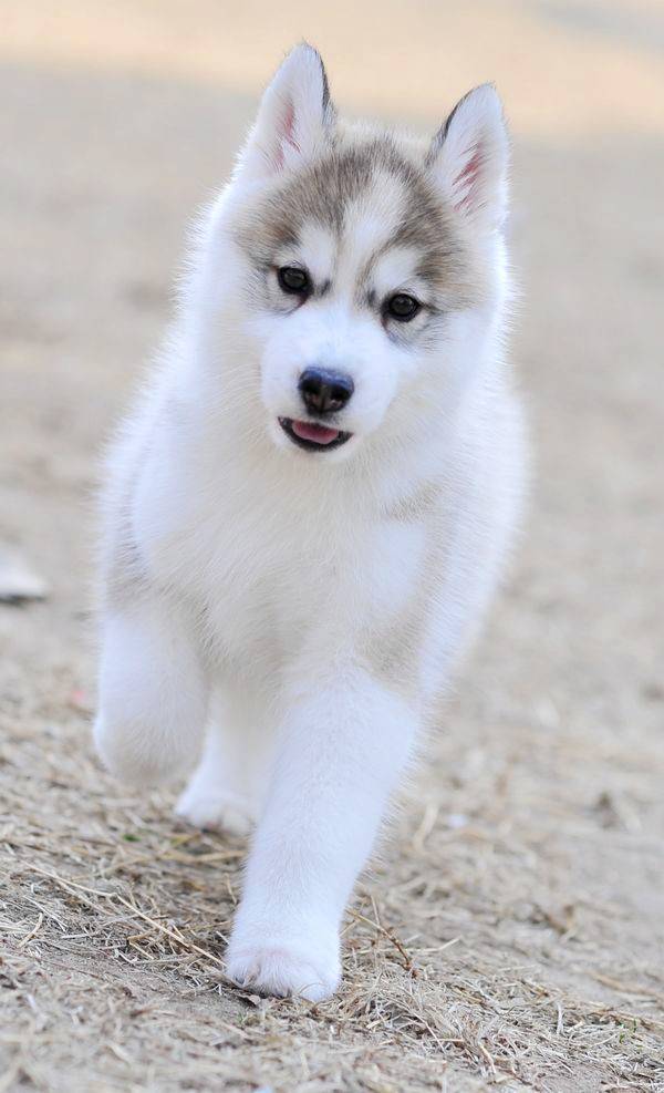 有些狗狗长得好看,有些长得帅,哈士奇在我眼里就是酷