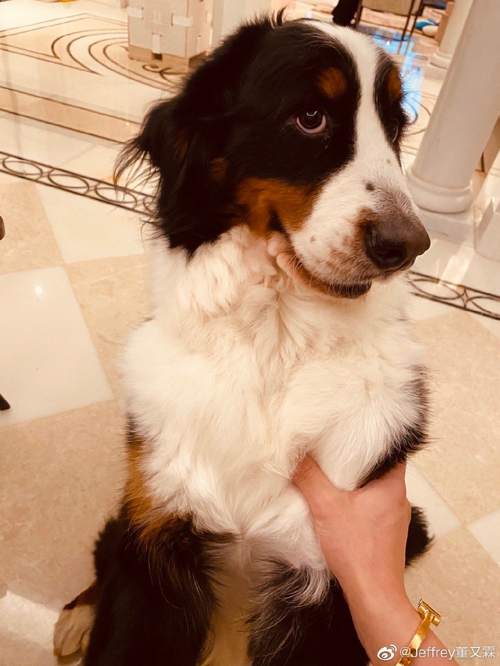 蔡少芬被狗咬伤后狗主人董又霖主动道歉称以后会严加管教咚咚