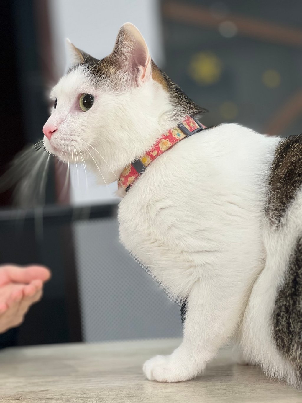 2月22日大家来发可爱猫猫吧 o(=•ェ•=)m__财经头条