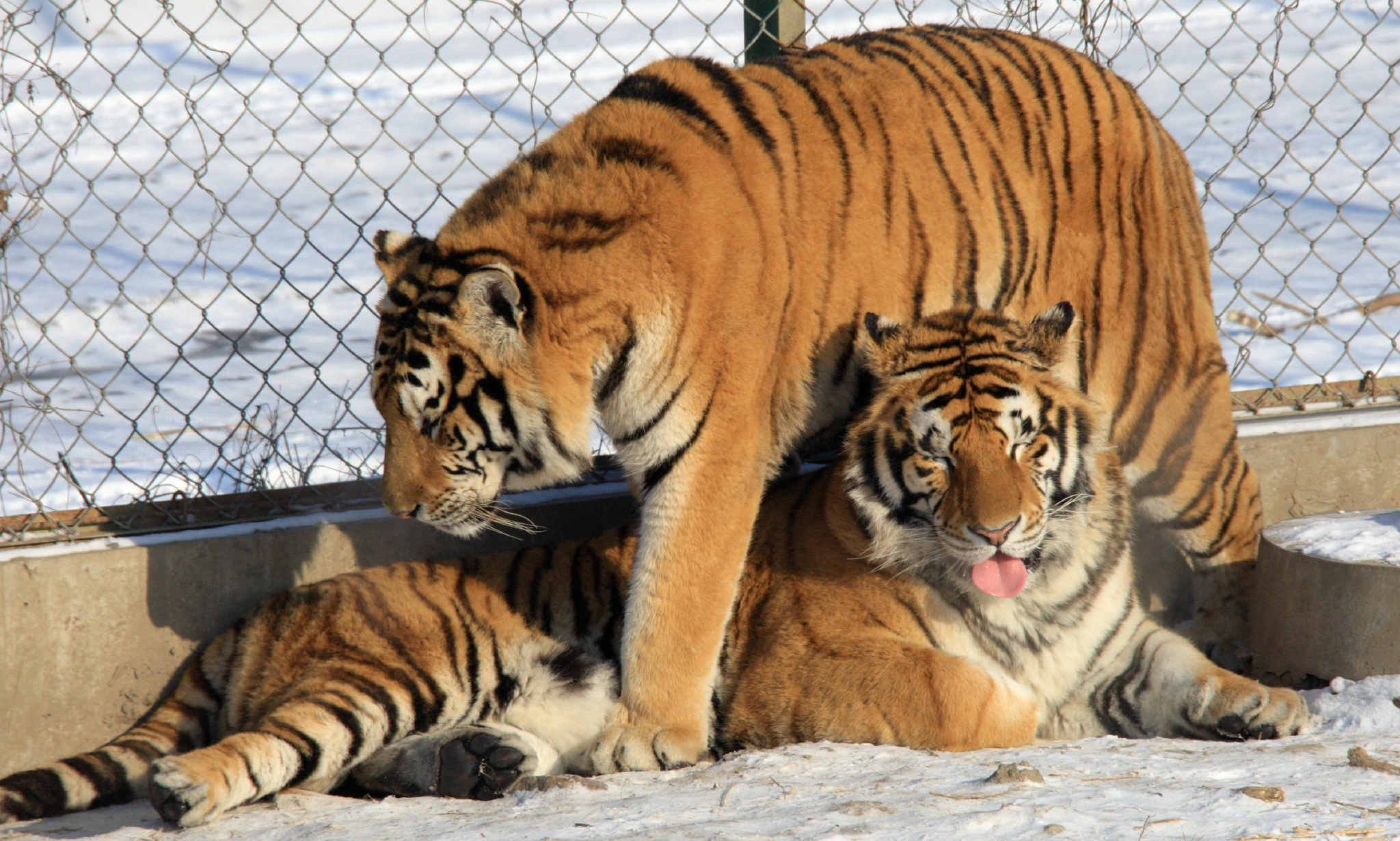 虎年临近哈尔滨东北虎林园群虎威武