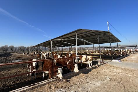 碎金驿村:好产业让村民"牛"起来|村子|产业|牛场_新浪新闻