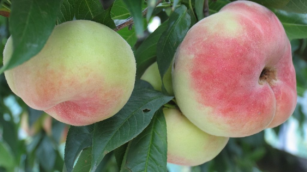 上海这些农产品拥有“国家地理标志”,你都知道吗?(上)