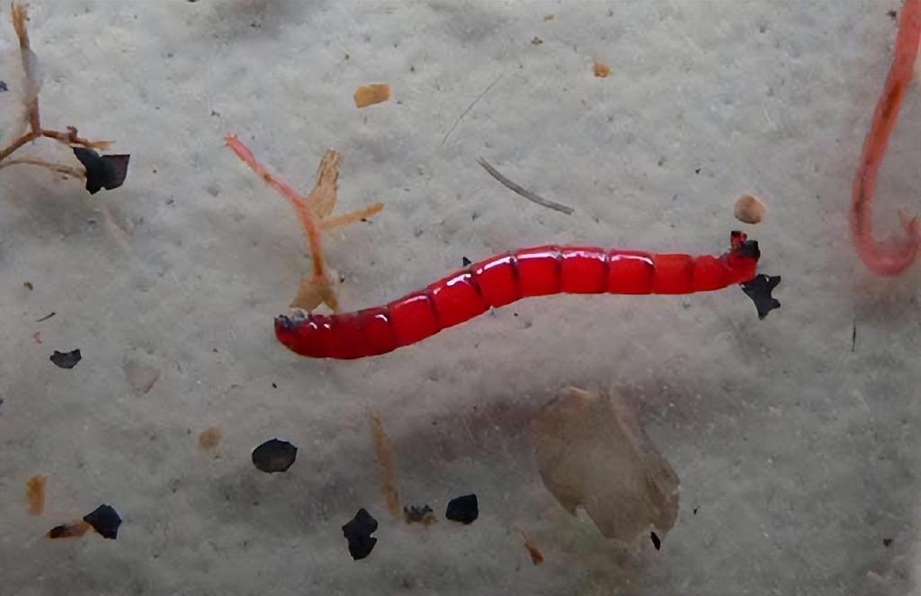 窒息!女子洗澡时虫子从花洒蠕动爬出,这是怎么回事?是啥虫子?休闲区蓝鸢梦想 - Www.slyday.coM 窒息!女子洗澡时虫子从花洒蠕动爬出,这是怎么回事?是啥虫子?休闲区蓝鸢梦想 - Www.slyday.coM