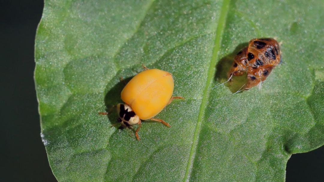 自然笔记 异色瓢虫 瓢虫 幼虫 鞘翅 新浪新闻
