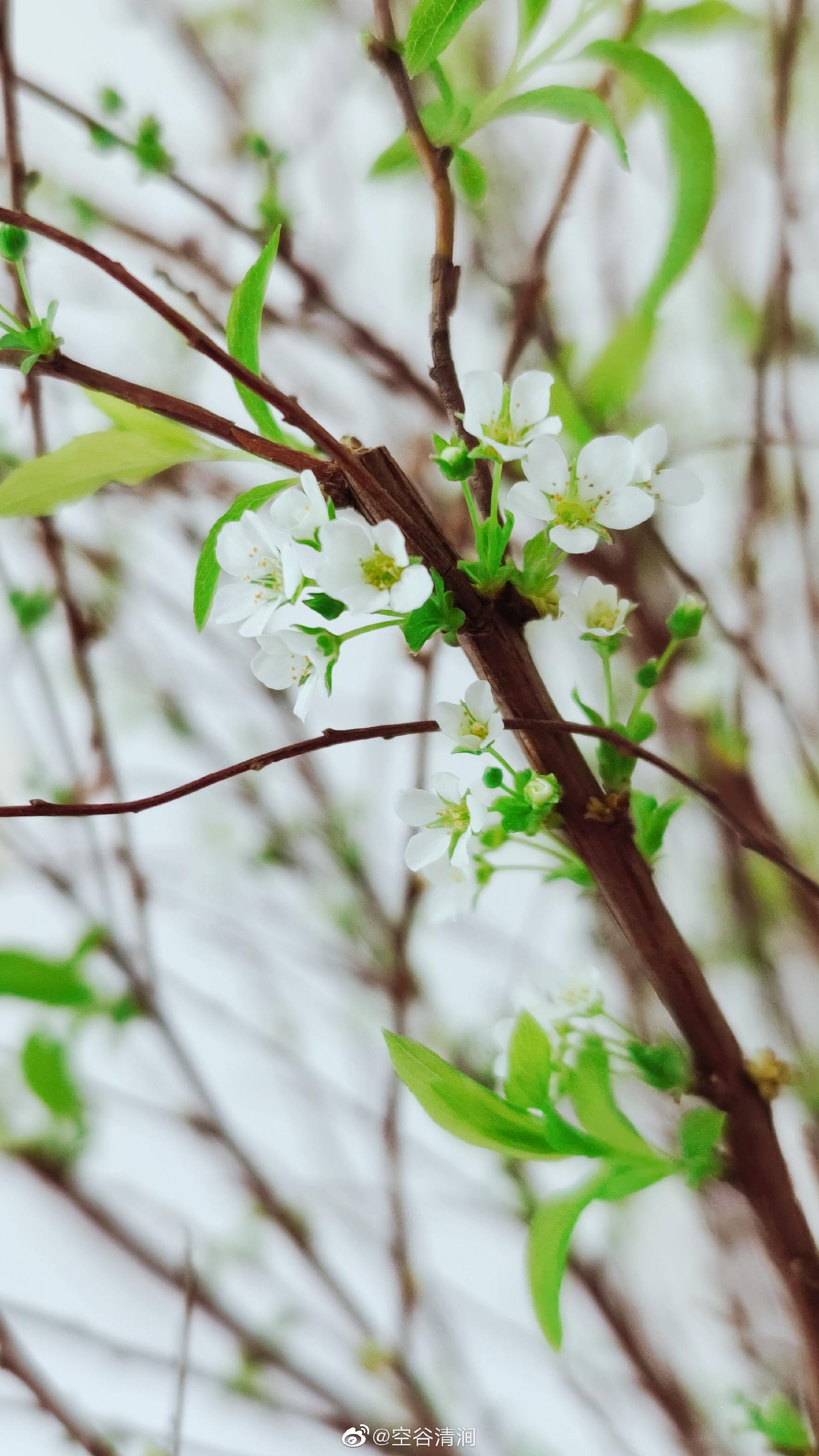 植物日志:雪柳花开__财经头条