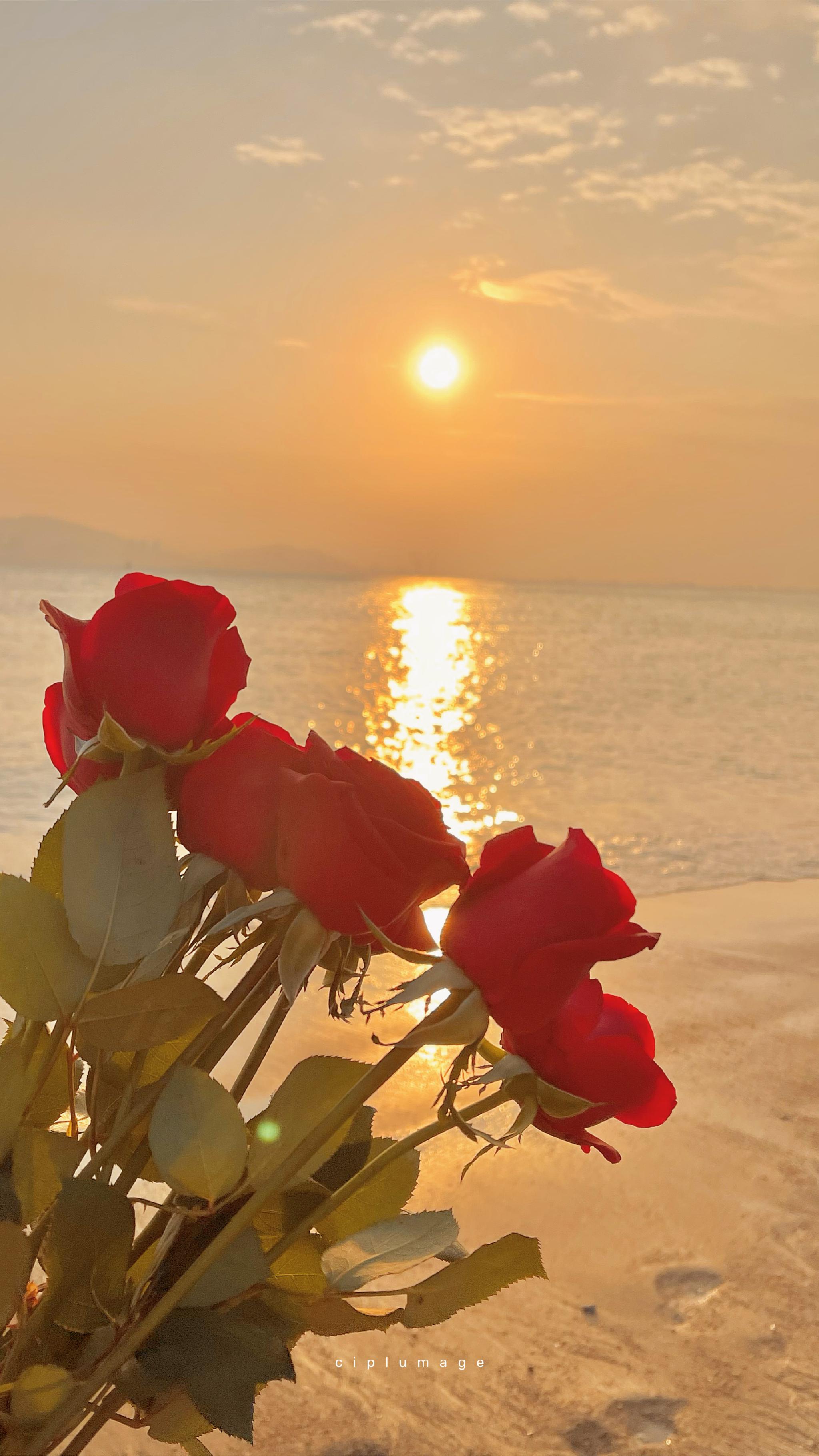 和玫瑰一起看44次日落_高清图集_新浪网