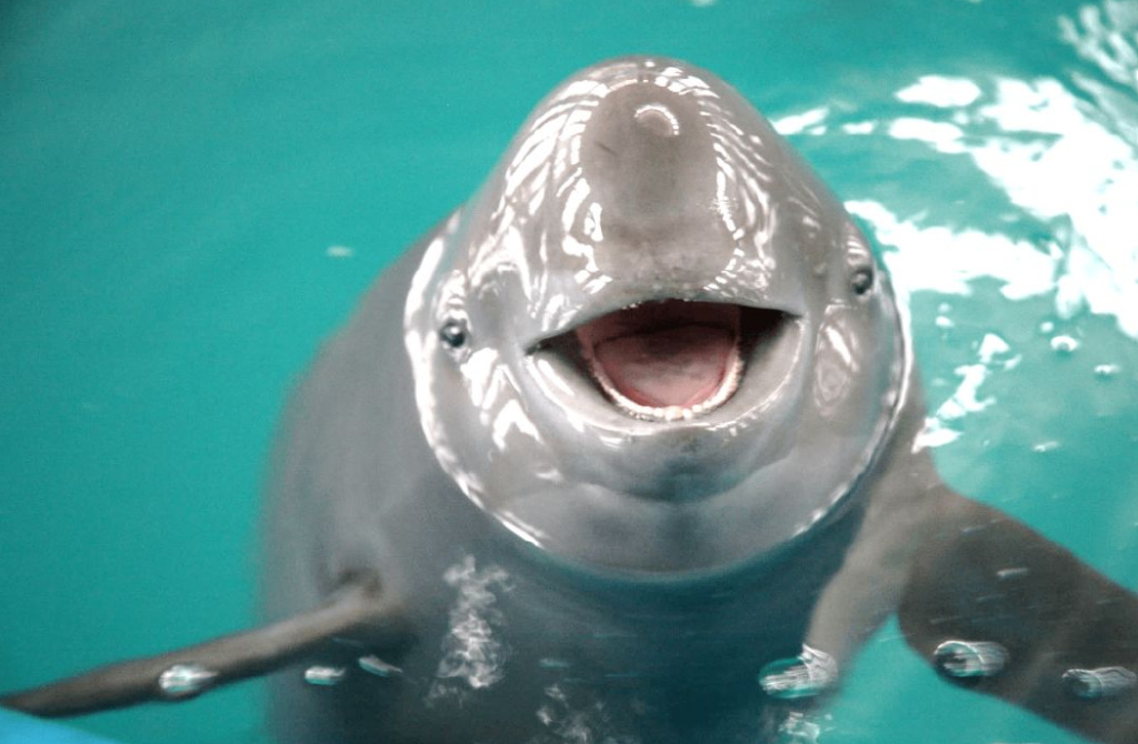 约30多头!野生江豚现身安徽铜陵段