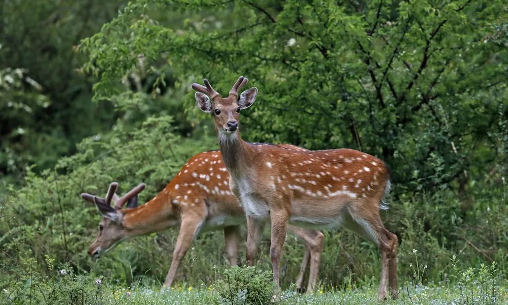 世界野生动植物日关注旗舰物种走进美丽大自然