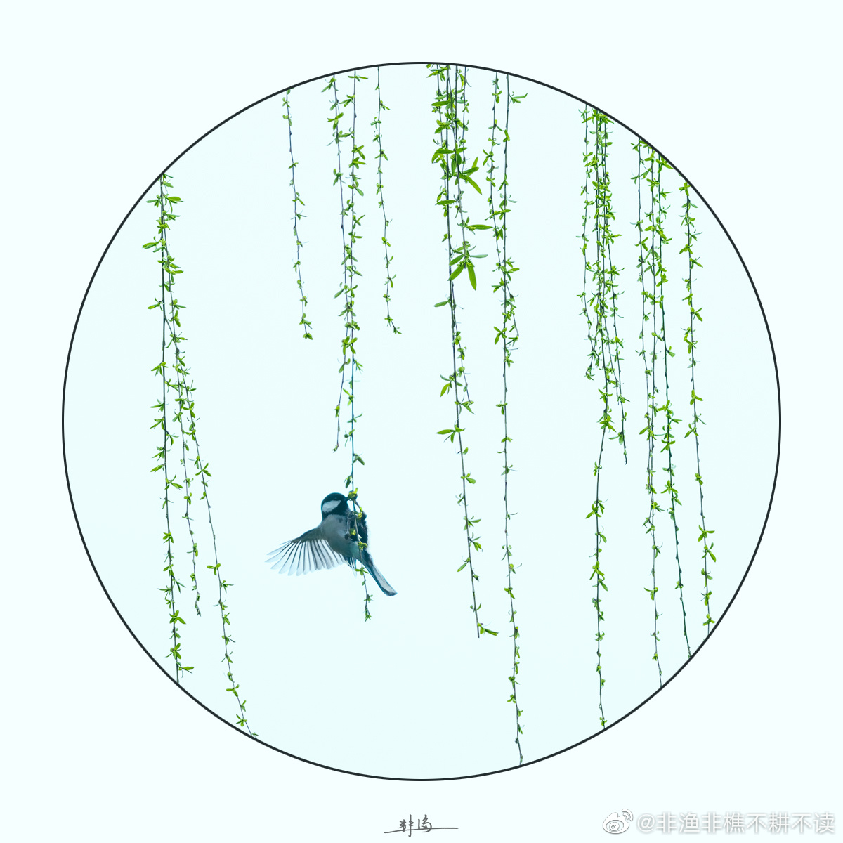 一组"柳鸟"图 在早春西湖边的如烟杨柳中