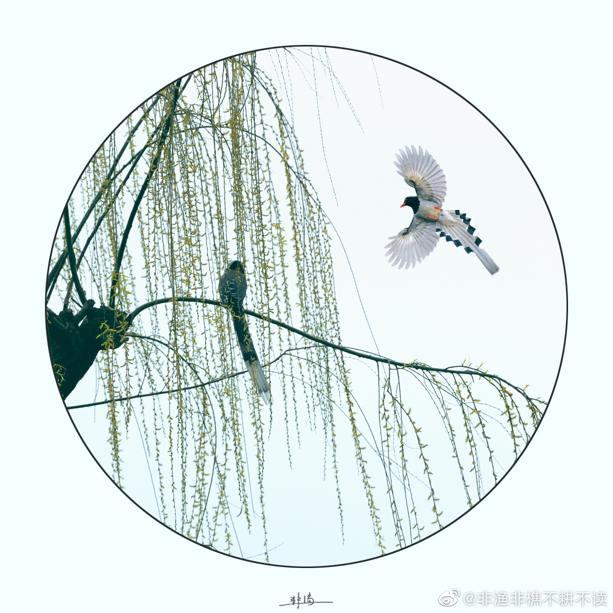 一组"柳鸟"图 在早春西湖边的如烟杨柳中