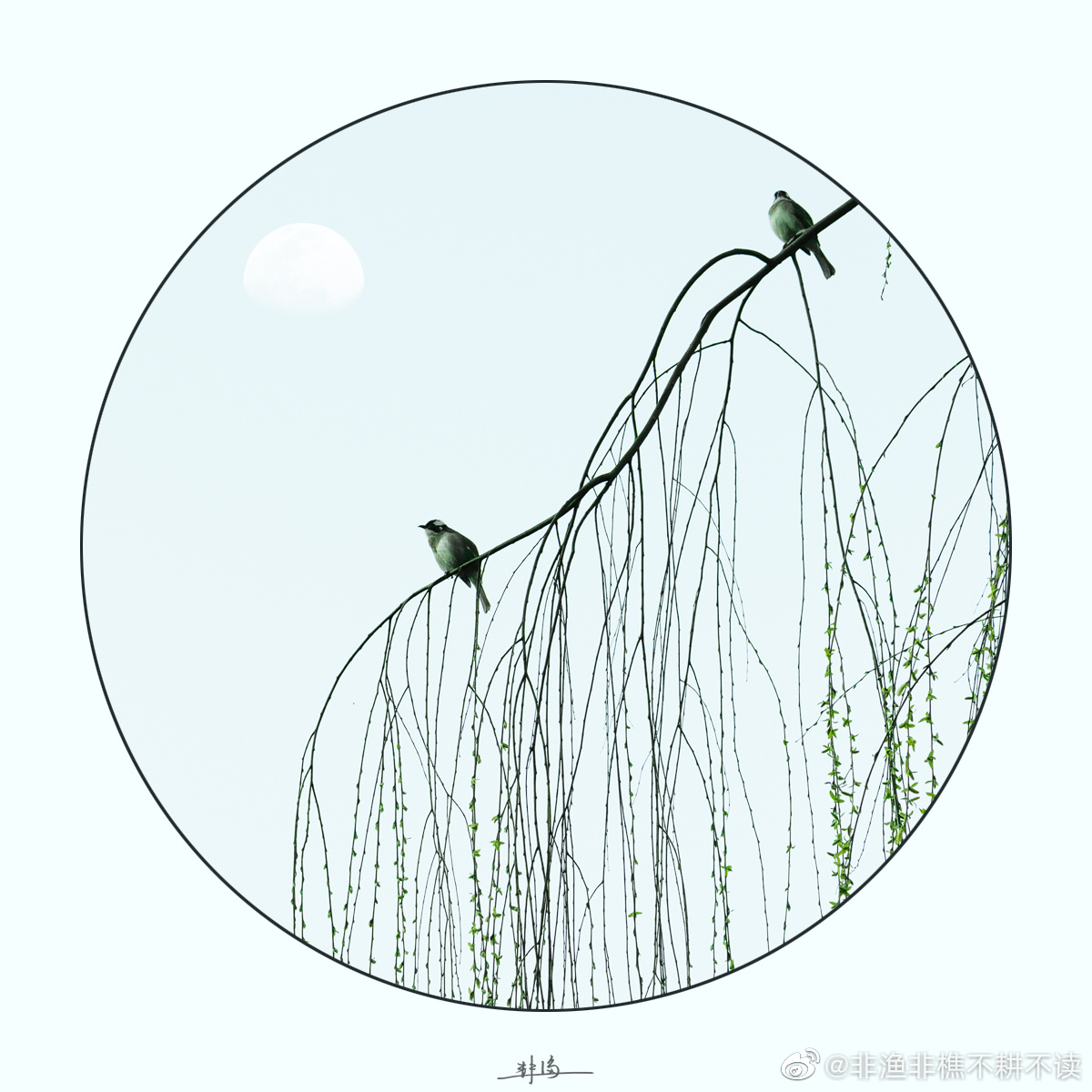 一组"柳鸟"图 在早春西湖边的如烟杨柳中