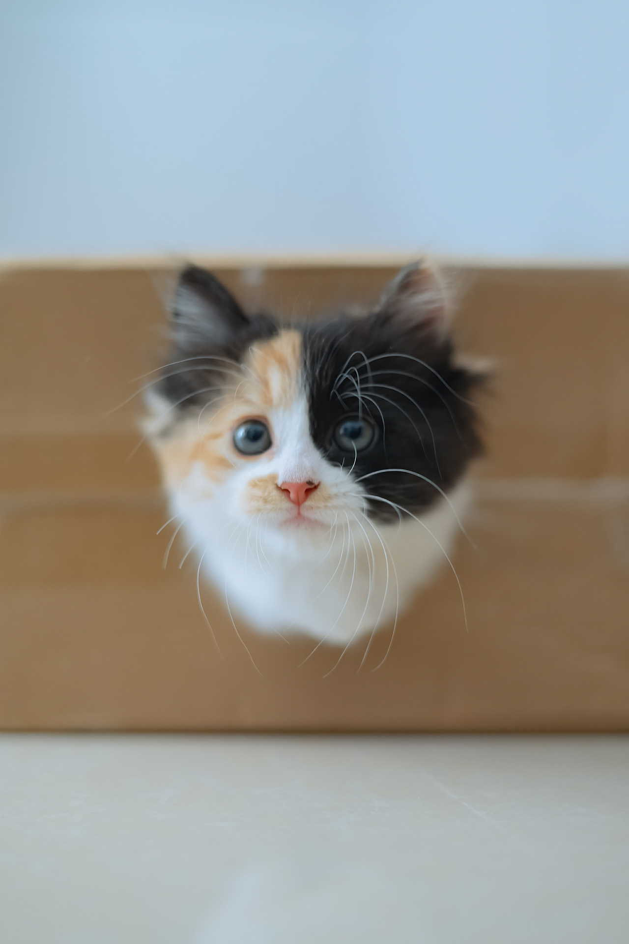 阴阳脸长毛小三花又萌又酷