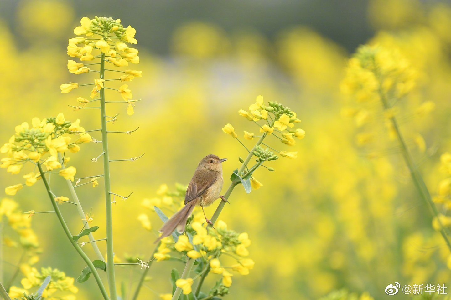 春日鸟语花香壁纸