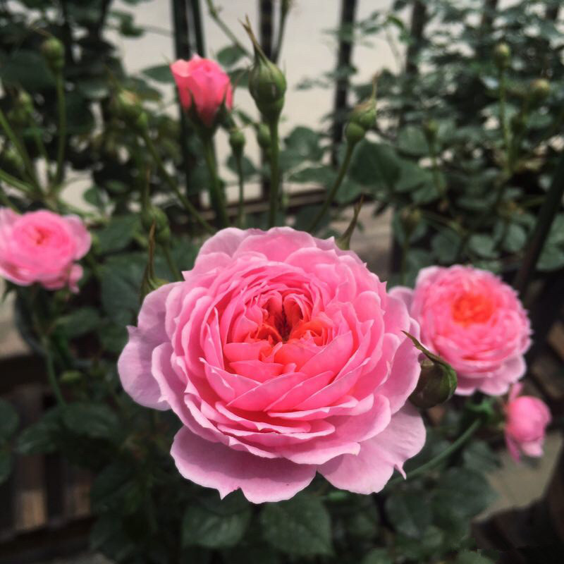 世界名花铃之妖精花朵又美又香阳台养一株四季有花看