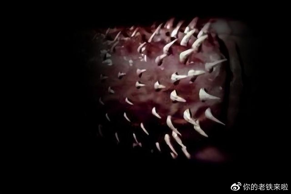涨姿势:奇特的猫科动物,为什么雄兽生殖器官上长着倒刺?