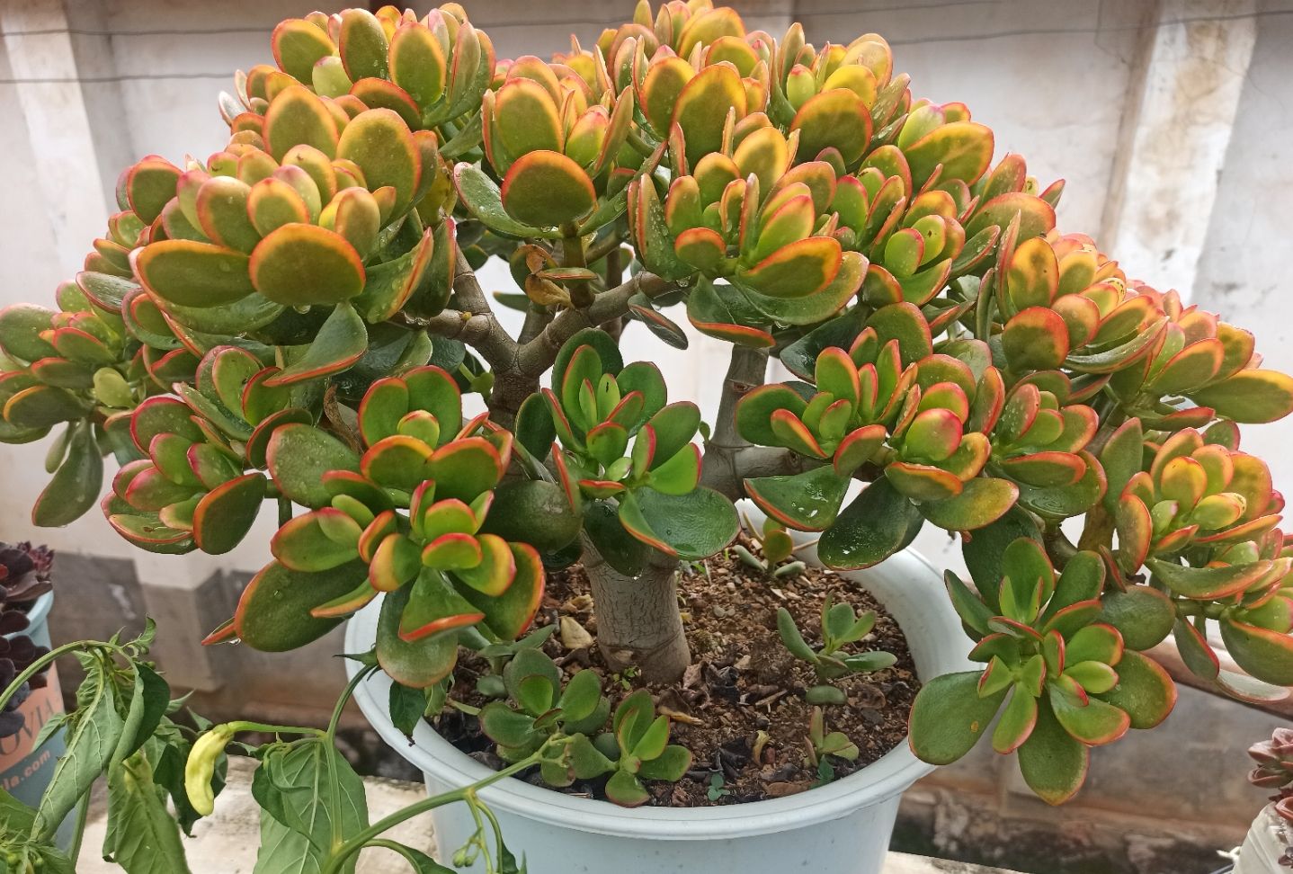 “玉树琼花”原来真的存在,快来看看我家开花的玉树,见者有福休闲区蓝鸢梦想 - Www.slyday.coM “玉树琼花”原来真的存在,快来看看我家开花的玉树,见者有福休闲区蓝鸢梦想 - Www.slyday.coM