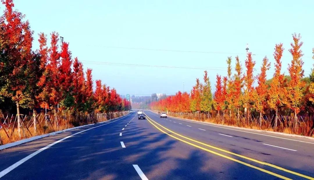 道路两侧的红枫和粉黛交相辉映,在金色光辉的映照下,一股热情,激烈的