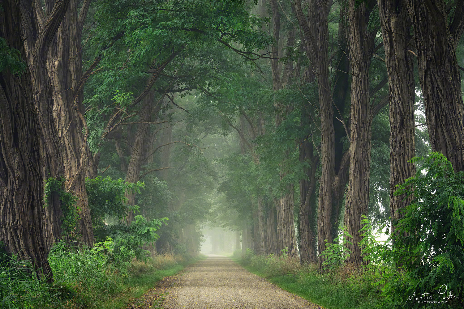 送你一片森林photo By 荷兰著名森林摄影师图虫id Martinpodt 送你一片森林photo By 荷兰著名森林摄影师图虫id Martinpodt