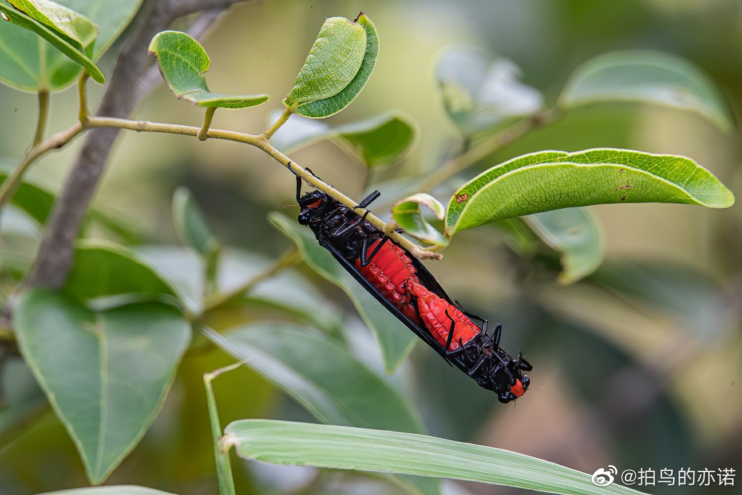 盛夏蝉鸣,黄红绿三种颜色的蝉_高清图集_新浪网