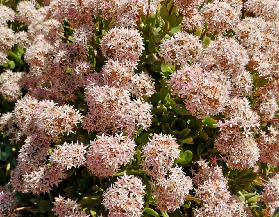 “玉树琼花”原来真的存在,快来看看我家开花的玉树,见者有福休闲区蓝鸢梦想 - Www.slyday.coM “玉树琼花”原来真的存在,快来看看我家开花的玉树,见者有福休闲区蓝鸢梦想 - Www.slyday.coM