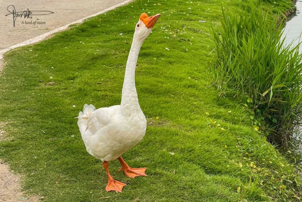 探秘杭州的“南天一柱”景点，没想到这里只剩下了鸡鸭和果园休闲区蓝鸢梦想 - Www.slyday.coM