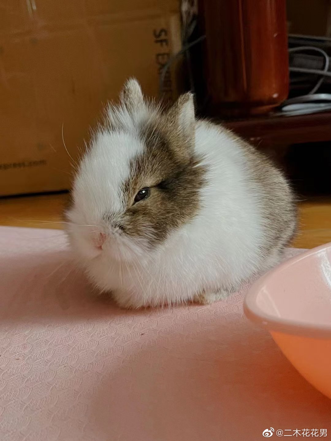 侏儒兔长大后一点不萌了 4个月的蜕变_高清图集_新浪网