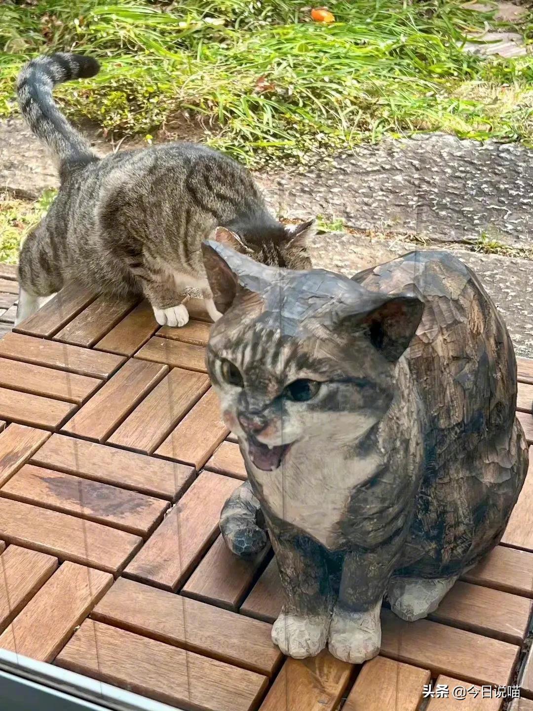 狸花猫 你行你清高 你把我做成木雕 财经头条 狸花猫 你行你清高 你把我做成木雕 财经头条