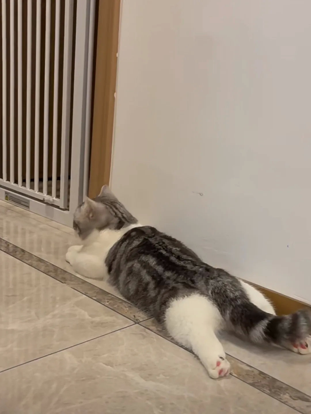 小猫咪板鸭趴真的太嗲了 有点过分可爱了啊_高清图集_新浪网