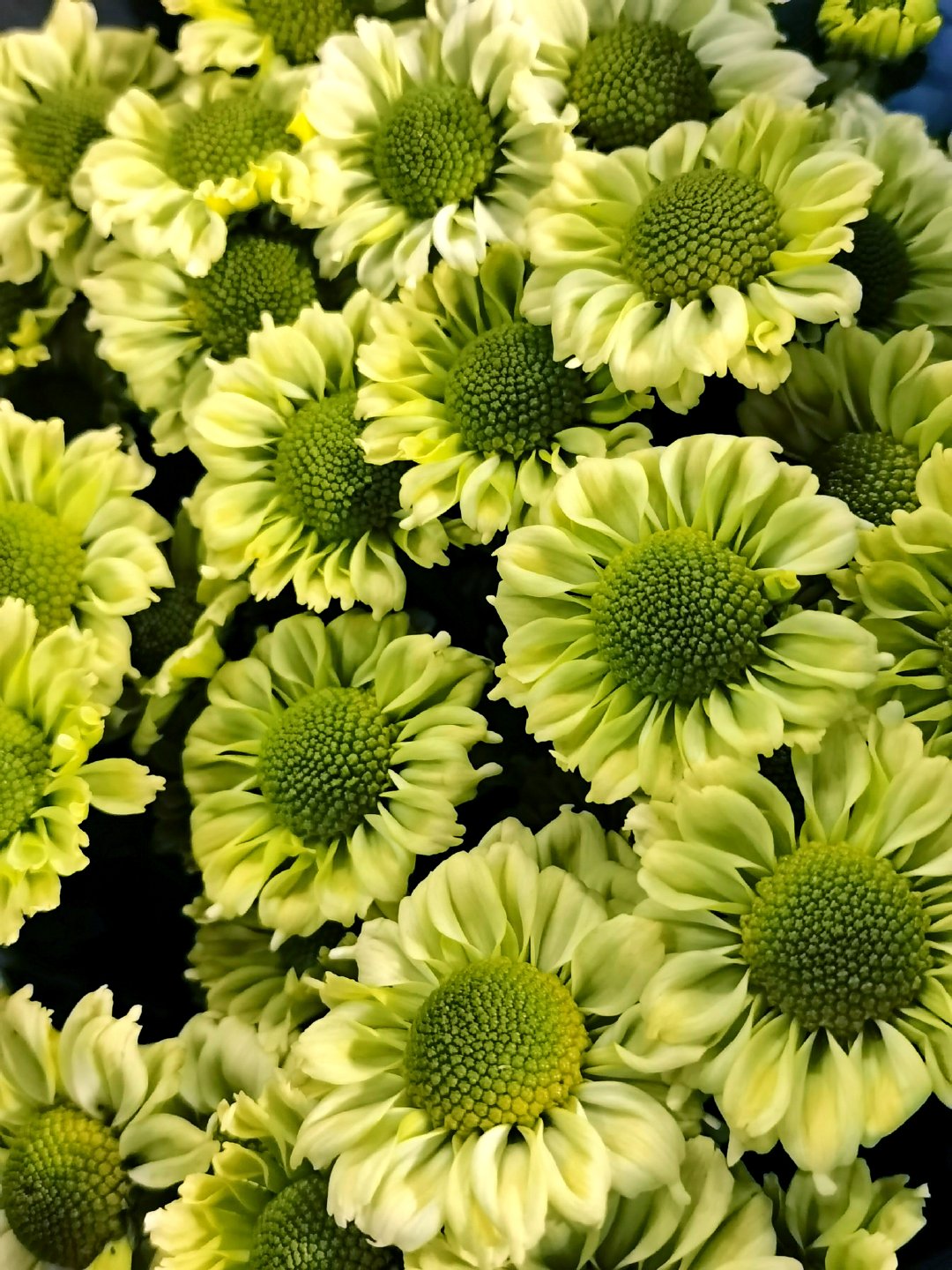 绿色雏菊花,原创拍摄|雏菊花|绿色|原创_新浪新闻