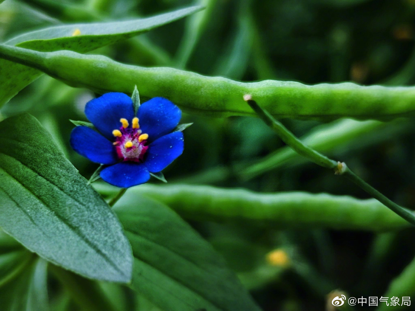 草地里静悄悄地盛开着蓝花琉璃繁缕